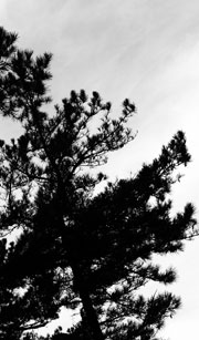 ozark pine