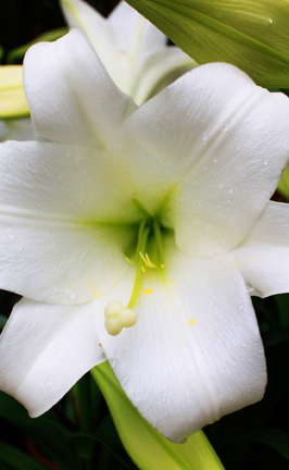 Easter Lilies