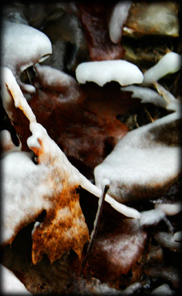 icy leaves