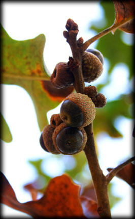 Acorns and Branches