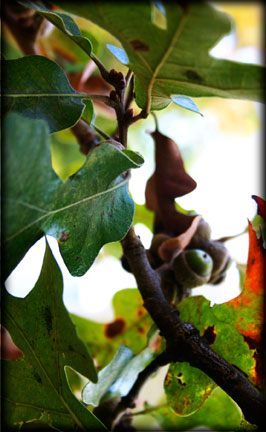 Acorns and Branches