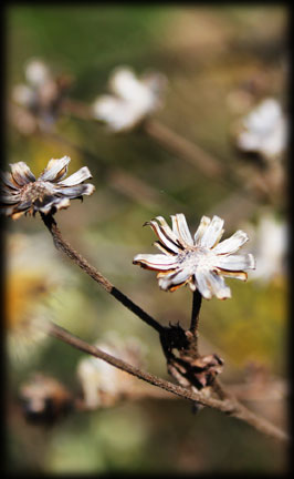 Easter Springtime