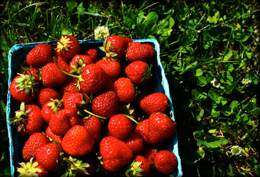 Ozark Strawberries