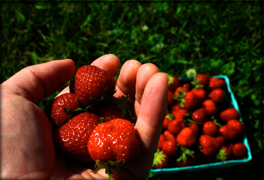 Ozark Strawberries