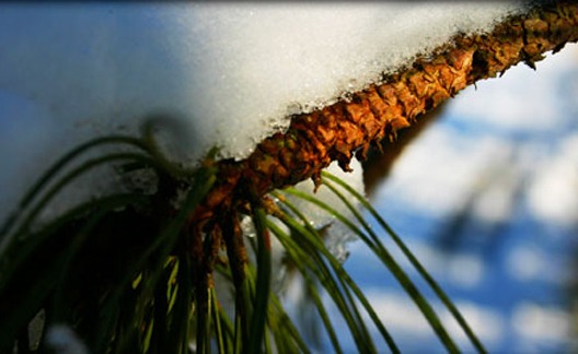 Snow Pine
