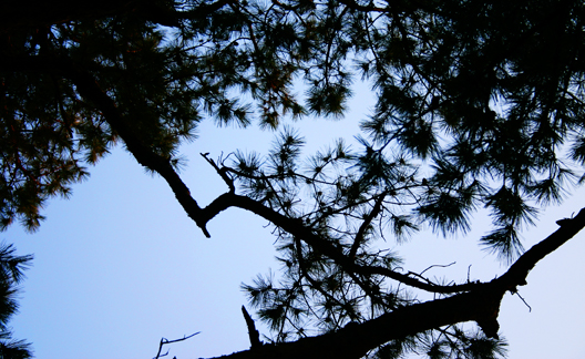 Pine Branches Silhouette