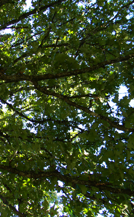 an oak leaf canopy