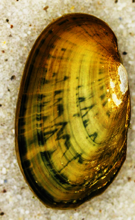 River Mussels
