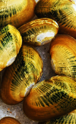 River Mussels