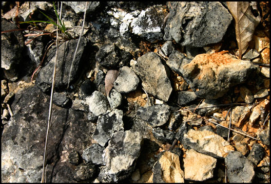 Ozark Glade Rock Detail