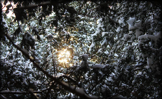 Cedar Glade in winter