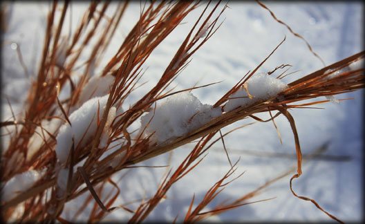 rust-colored grass in snow