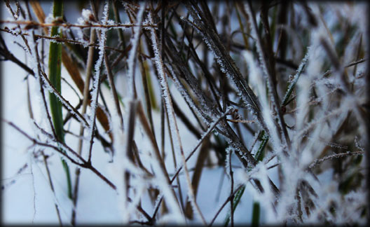 frosty weeds detail