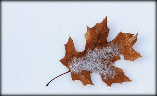 pin oak leaf in snow