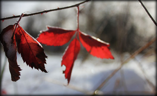 red raspberry leaves in winter