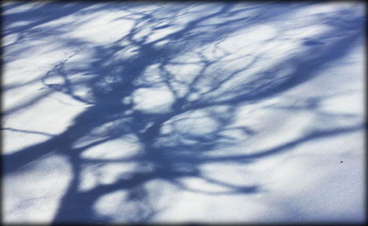 blue shadows trace on snow