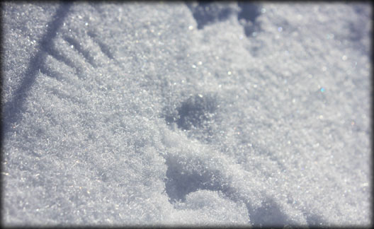 wingprint in snow