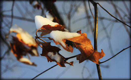 oak leaves in snowy morning light