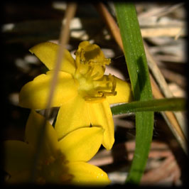 Yellow Stargrass