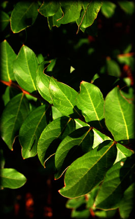 Myrtle Leaf Detail