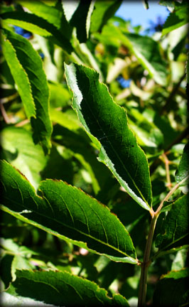 Elderberry Leaf Detail