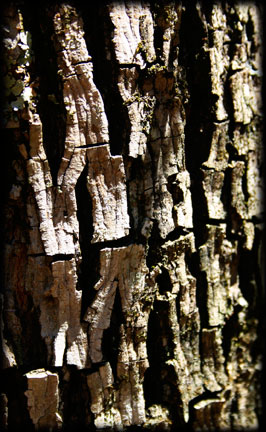 Hickory Bark Detail