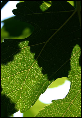Mulberry Leaf Detail