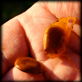 Persimmon Seed