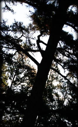 Pine Silhouette