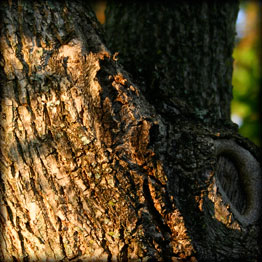 Black Walnut Bark Detail