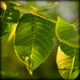Black Walnut Leaf Detail