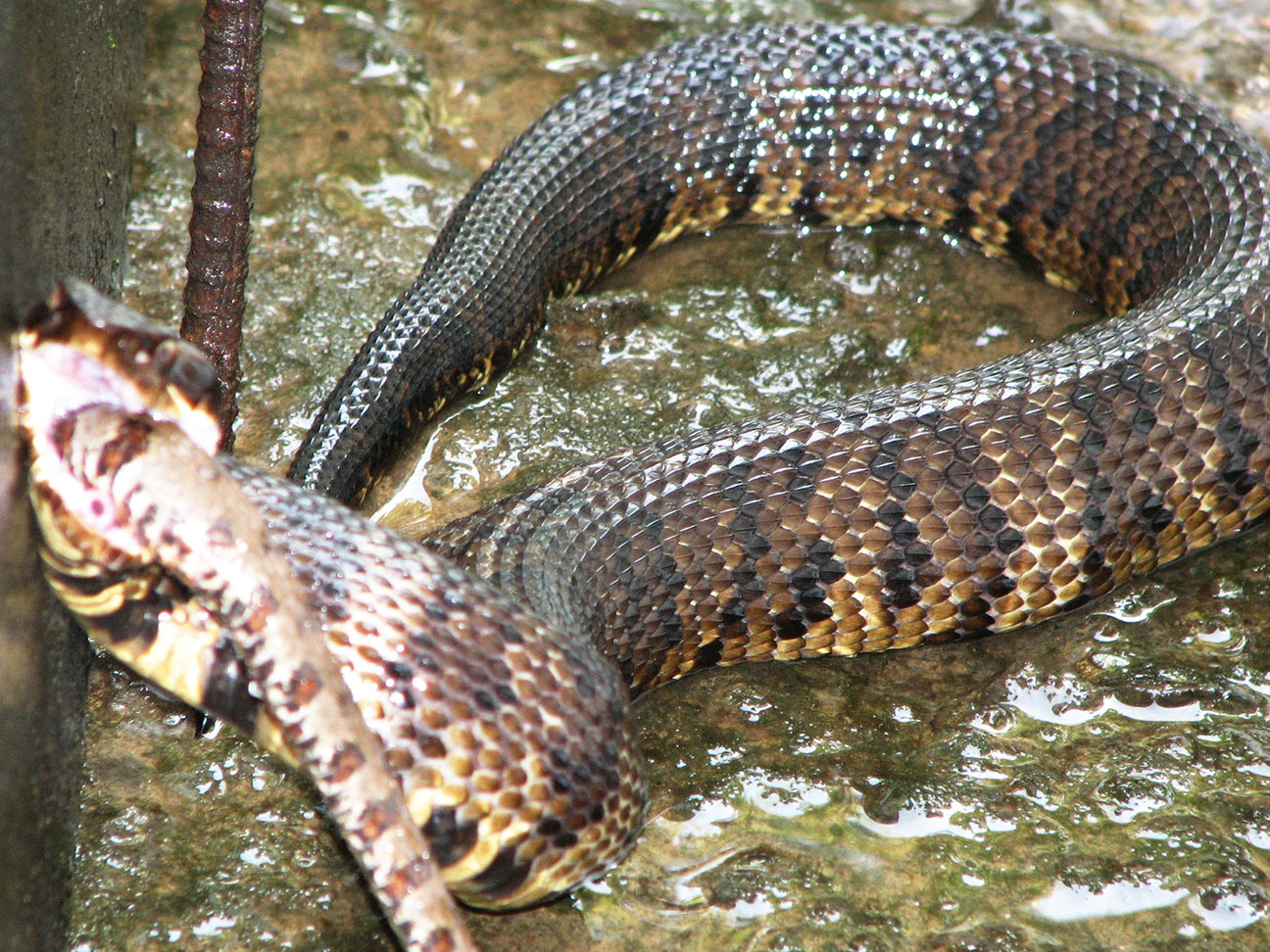 Cottonmouth Water Moccasin