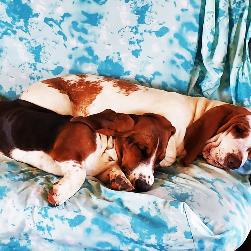 ozark basset hounds