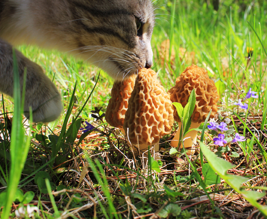 Morel mushrooms with cat