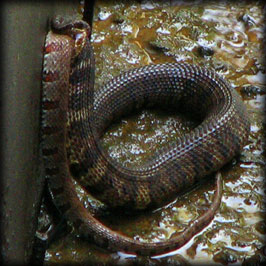 Cottonmouth: StateoftheOzarks