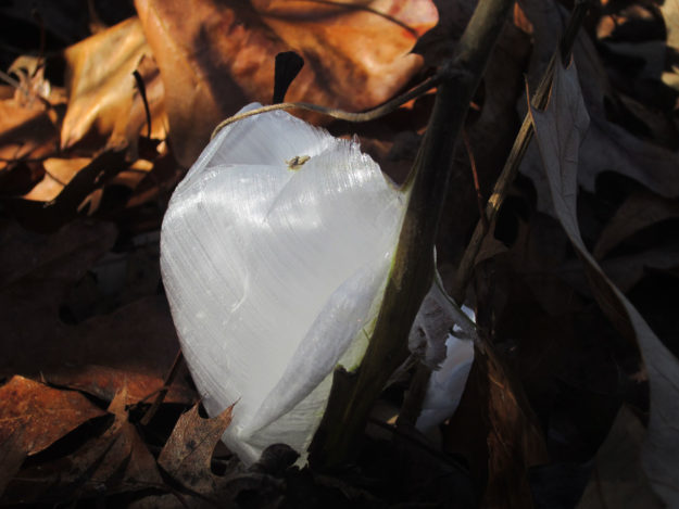 frost flowers by Tom Koob