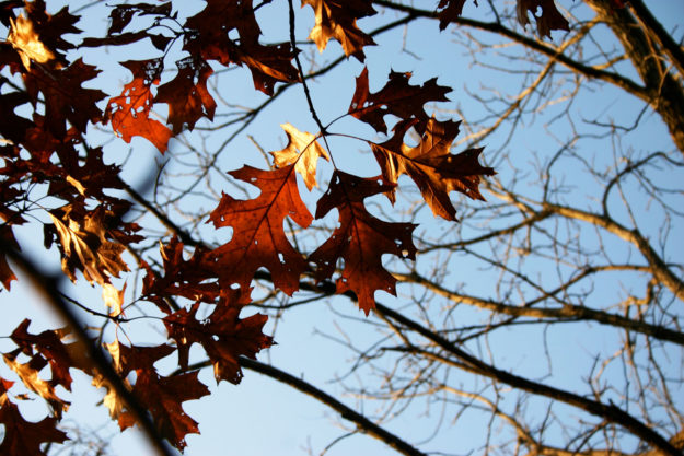 PLATE 1. Quercus palustris