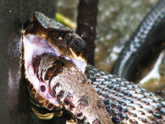 Cottonmouth Water Moccasin