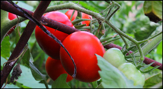 Reisentraube Tomatoes