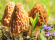 Morel mushrooms
